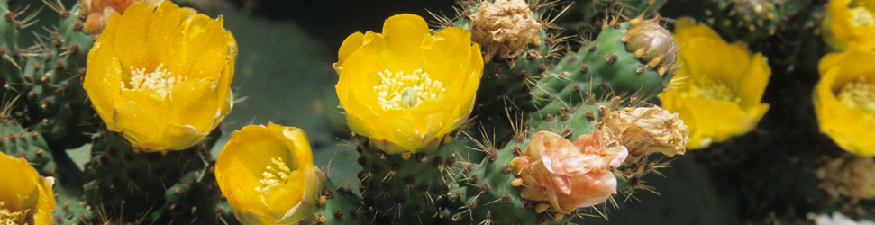 Cactus jaunes Cyclades